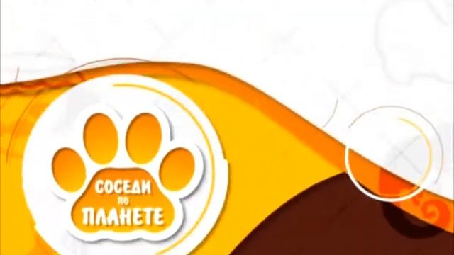 Соседи по планете: невская маскарадная кошка смотреть онлайн