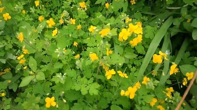 Лечебные травы смотреть онлайн