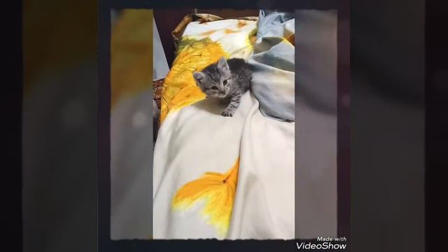 подкинули котёнка!!! смотреть онлайн