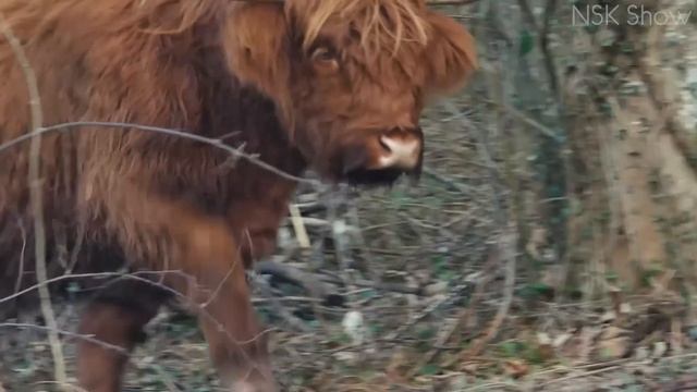 Гадили за шторку, воняли и не мылись. Как Жили Люди в средневековом замке смотреть онлайн
