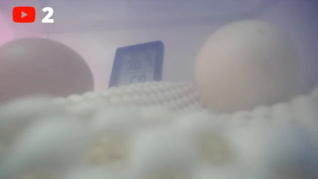 Chicks live hatching not yet tommorow but start the live tday смотреть онлайн