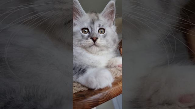 котёнок мейн кун из питомника Страна Гулливеров, gulliver-coon.ru смотреть онлайн