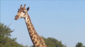 Жираф. Звук жирафа