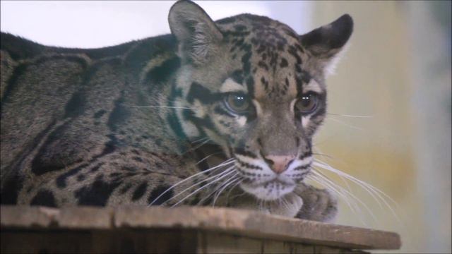 Дымчатый леопард (самка) любит смотреть на посетителей с высоты 20.12.2023 смотреть онлайн