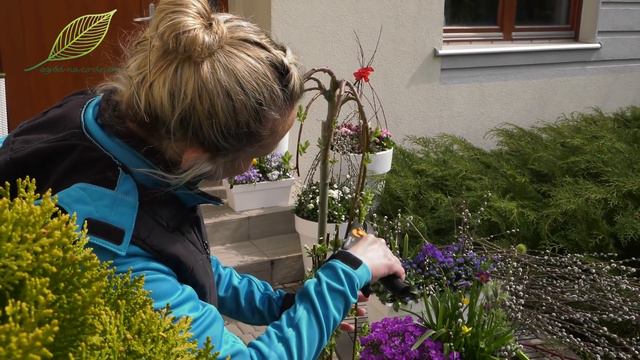 Wielkanocne dekoracje na balkony i tarasy. Wierzba Iwa Pendula w pojemniku смотреть онлайн