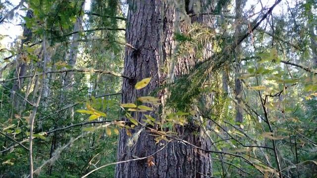 "Кедровая лихорадка". Ханты-Мансийск. Осень 2021. смотреть онлайн