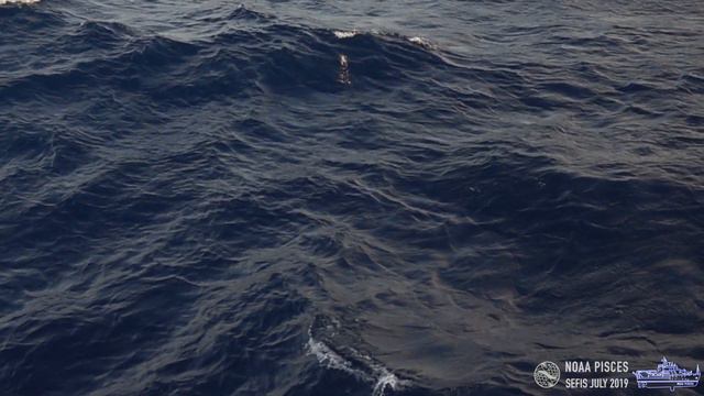 WAVES: Aboard NOAA Ship Pisces: Dolphins, Flying Fish: Teacher at Sea смотреть онлайн