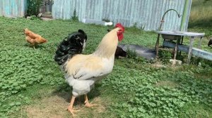 Юрловский петух. Возраст-1 год. Тянет 10-11 секунд. Yurlovsky rooster.