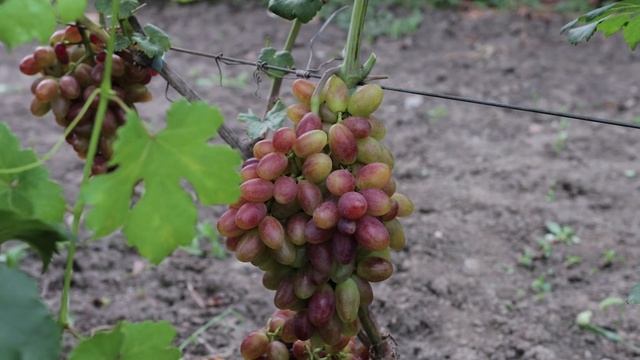 Виноград - Гусар смотреть онлайн