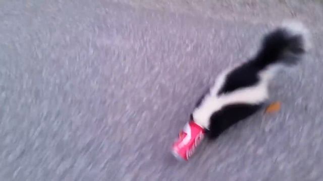 Канадец снял с головы скунса банку «Кока-Колы» смотреть онлайн