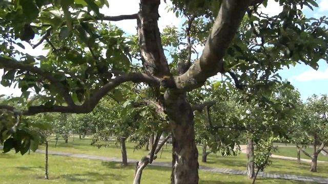 Москва. ВДНХ. Часть 5: Кольцевая дорога. Черешневый и Мичуринский сады (8.06.2023) смотреть онлайн