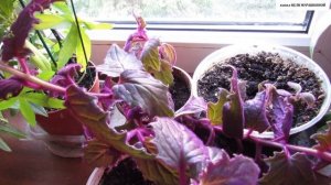 Что делать с ГИНУРОЙ, если у неё оголяются побеги.