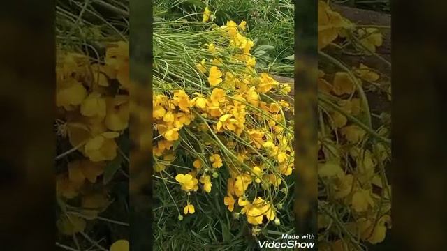 Лютики смотреть онлайн