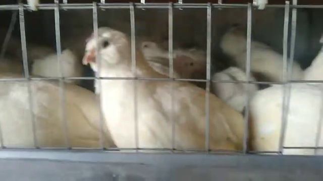 ПЕРЕПЕЛА ЗАНЕСЛИСЬ НА 46ДЕНЬ//БЕЛЫЙ ТЕХАСКИЙ ПЕРЕПЕЛ// смотреть онлайн