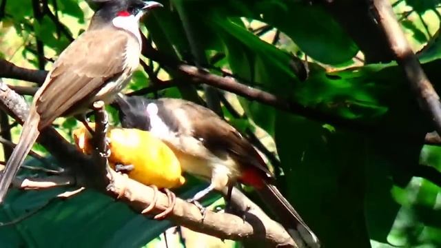Ngày Cuối Tuần Ae Cùng Đam Mê Đem Chim Đến Dượt // Thử Thái Độ '' Bạch Lem '' Mới Thay Lông Xong. смотреть онлайн