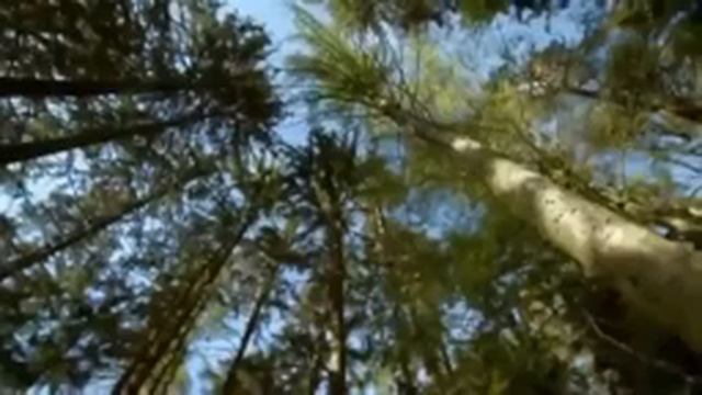 Чернобыль. Чернобыль - Зона ставшая заповедником: Животные в Зоне ЧАЭС. смотреть онлайн