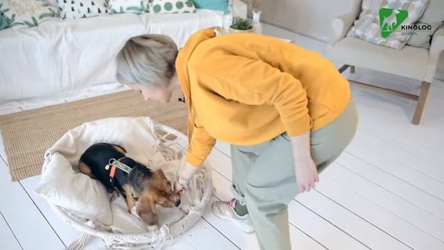 Как научить щенка команде МЕСТО. Онлайн- школа дрессировки собак Антонины Зимаревой смотреть онлайн