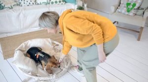 Как научить щенка команде МЕСТО. Онлайн- школа дрессировки собак Антонины Зимаревой