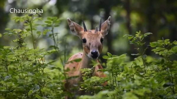 All Antelope Species In the world