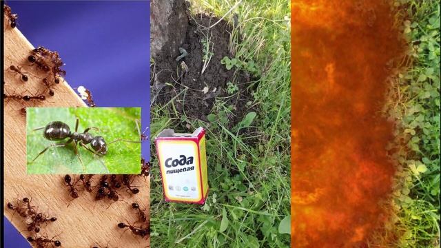 Мама научит