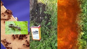 Муравьи на участке. Сода эффективное средство в борьбе с муравьями.
