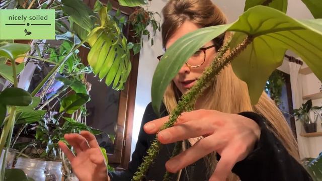 HOW TO KEEP PLANTS ALIVE WHILE AWAY FOR A LONG TIME (Weeks/Months)🌱 Tips, Water & Getting Help ☘️