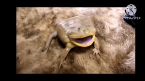 самые смешные видео с орущими лягушками 🐸 #9