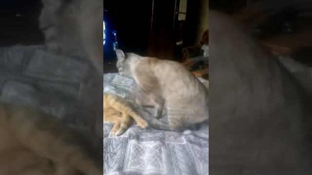 Ну может всё таки ты кошка? смотреть онлайн