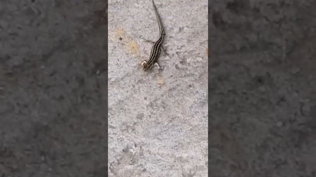 Ящерица обыкновенная/ребятам о зверятах! смотреть онлайн