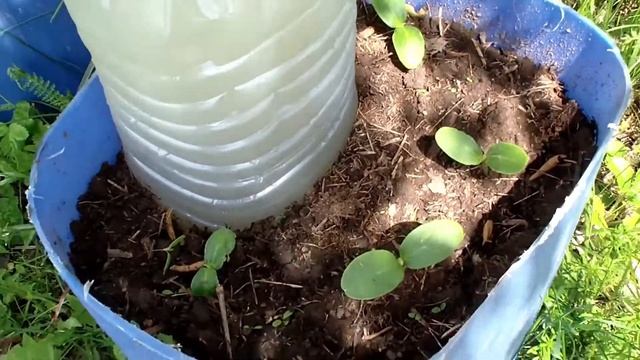 САМЫЙ ЛУЧШИЙ СПОСОБ ВЫРАЩИВАНИЯ ОГУРЦОВ, БЕЗ ТЕПЛИЦЫ, СУПЕР ИДЕЯ, КАПЕЛЬНЫЙ ПОЛИВ смотреть онлайн