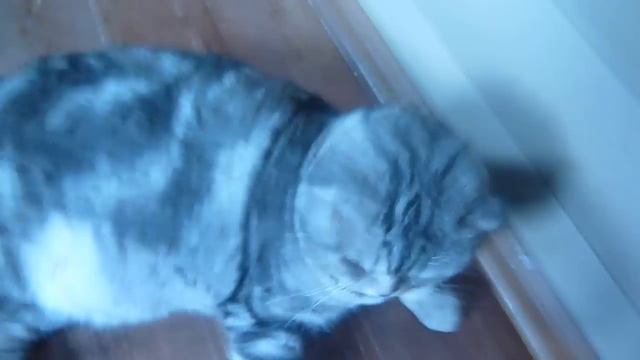 Прикол Чихуахуа и вислоухий шотландец смотреть онлайн