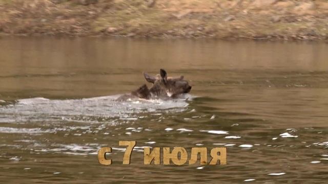 Анонс "Таежное сафари" смотреть онлайн