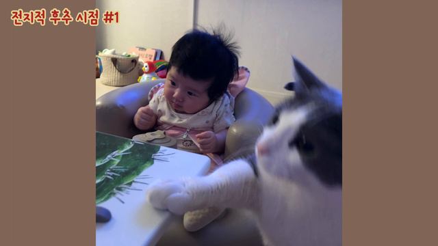 [전.후.시 #1] 먼치킨 후추 아기고양이 육묘 일기 смотреть онлайн