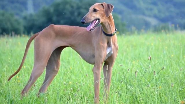 ЭТИ СОБАКИ МОГУТ ДОГНАТЬ ДАЖЕ ЛЕОПАРДА. САМЫЕ БЫСТРЫЕ СОБАКИ В МИРЕ смотреть онлайн