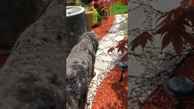 1 month update Supertunia Vista Bubblegum - Proven Winners #supertunia #supertuniavista #dogvideos смотреть онлайн