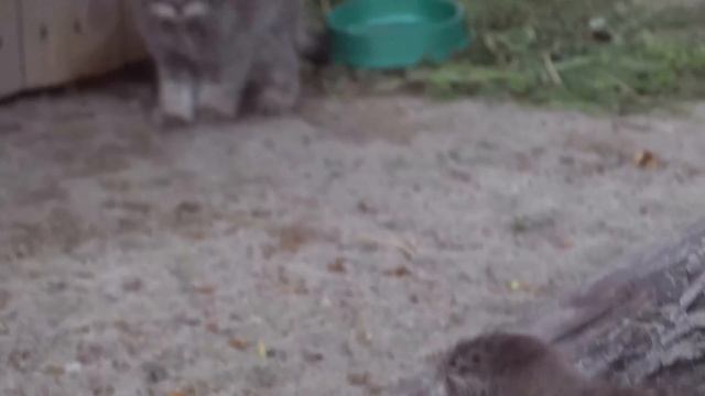 Манул Ева вывела котят на вечернюю прогулку. 18.06.2023 смотреть онлайн