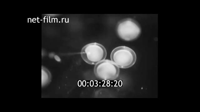 1982г. МГУ. кафедра эмбриологии. профессор Казарян смотреть онлайн