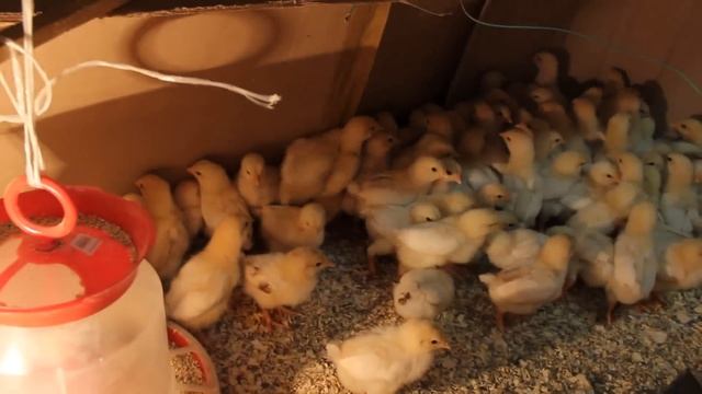 Правильное питание и содержание цыплят.Часть I. смотреть онлайн