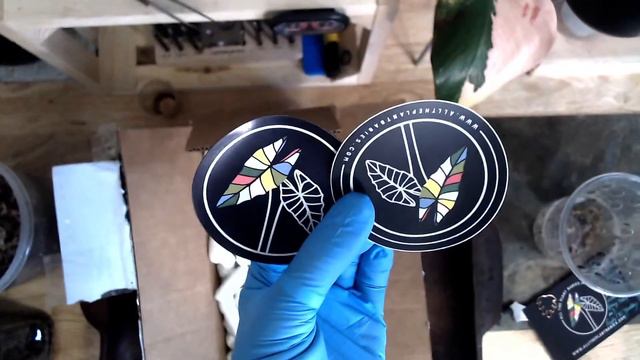 Unboxing Anthurium Red Mystery - NSE Red Crystallinum x Forgetii ? смотреть онлайн