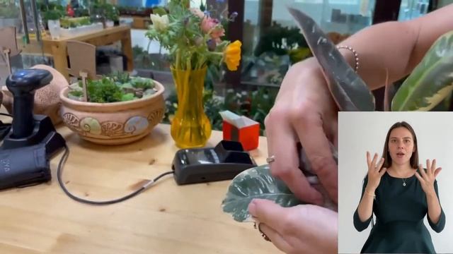 Каучуконосный Фикус Тинеке { СУРДОПЕРЕВОД } сорт фикуса с пестрыми листьями. Видео обзор сорта. смотреть онлайн