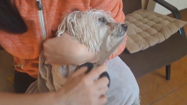 КАК ПОМЫТЬ СОБАКУ-ГРЯЗНУЛЮ | УХОД ЗА СОБАКОЙ | DOG BATHING смотреть онлайн