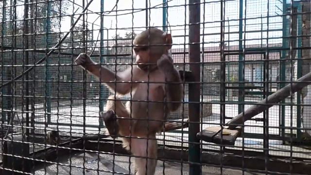 Зоопарк Лімпопо \\ Мединичі смотреть онлайн