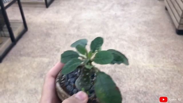 DORSTENIA FOETIDA And Its Seedlings | Aug20