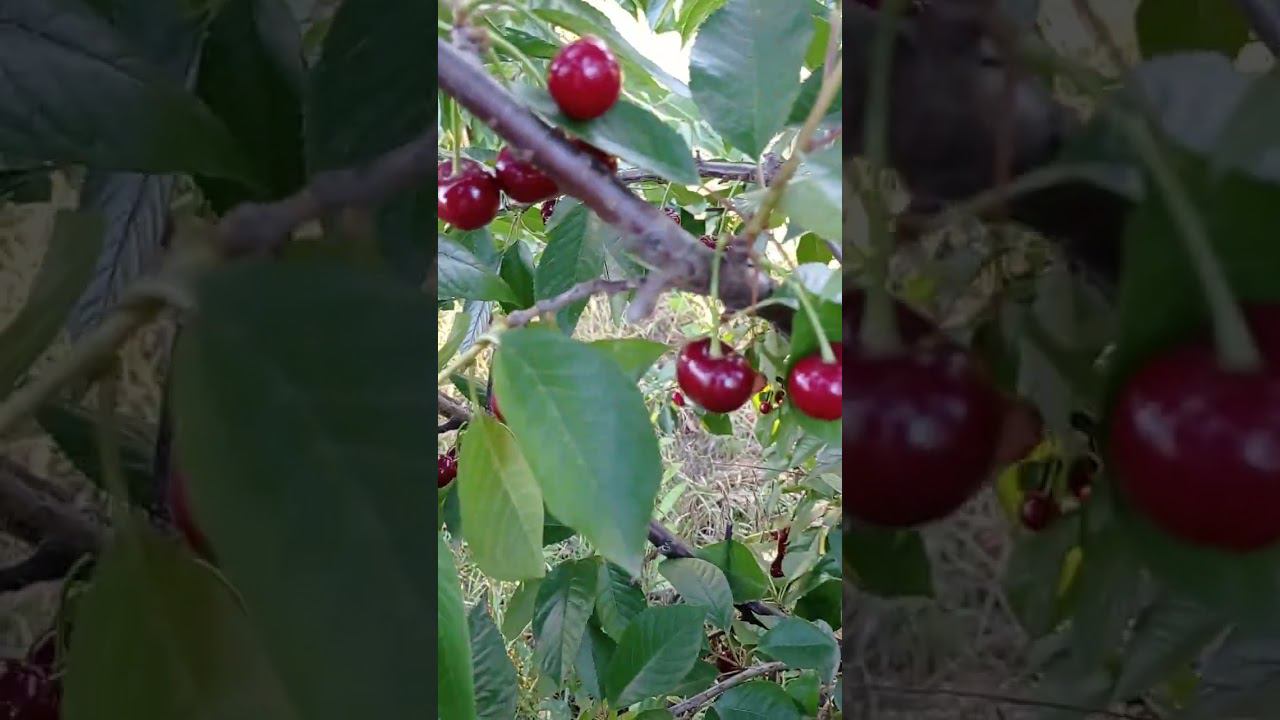 вишня (черевишня) Искушение смотреть онлайн