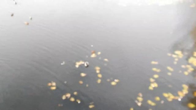 Миргород утки и селезни возле подвесного моста курорта 15.11.2020г. смотреть онлайн