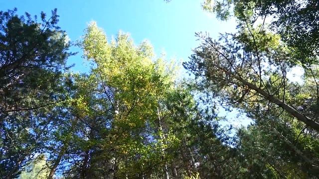 LA NIÑA MISTERIOSA - EL BOSQUE Cap. 1 By Las Ratitas смотреть онлайн