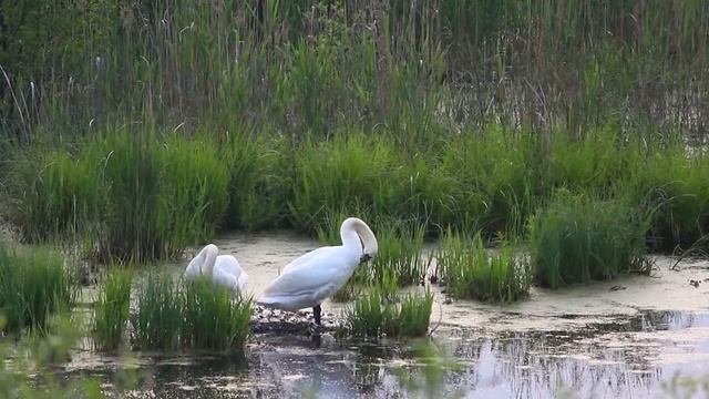Лебеди чистят перышки. смотреть онлайн