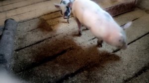 КУЛЁМА и клякса