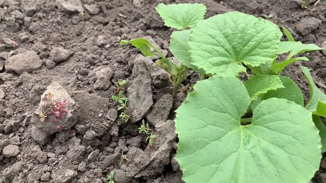 БАХЧЕВЫЕ МЕДОНОСЫ. смотреть онлайн