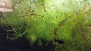 Как сохранить малька. Моллинезия, Гуппи, Меченосцы, живородка. Кормление малька.